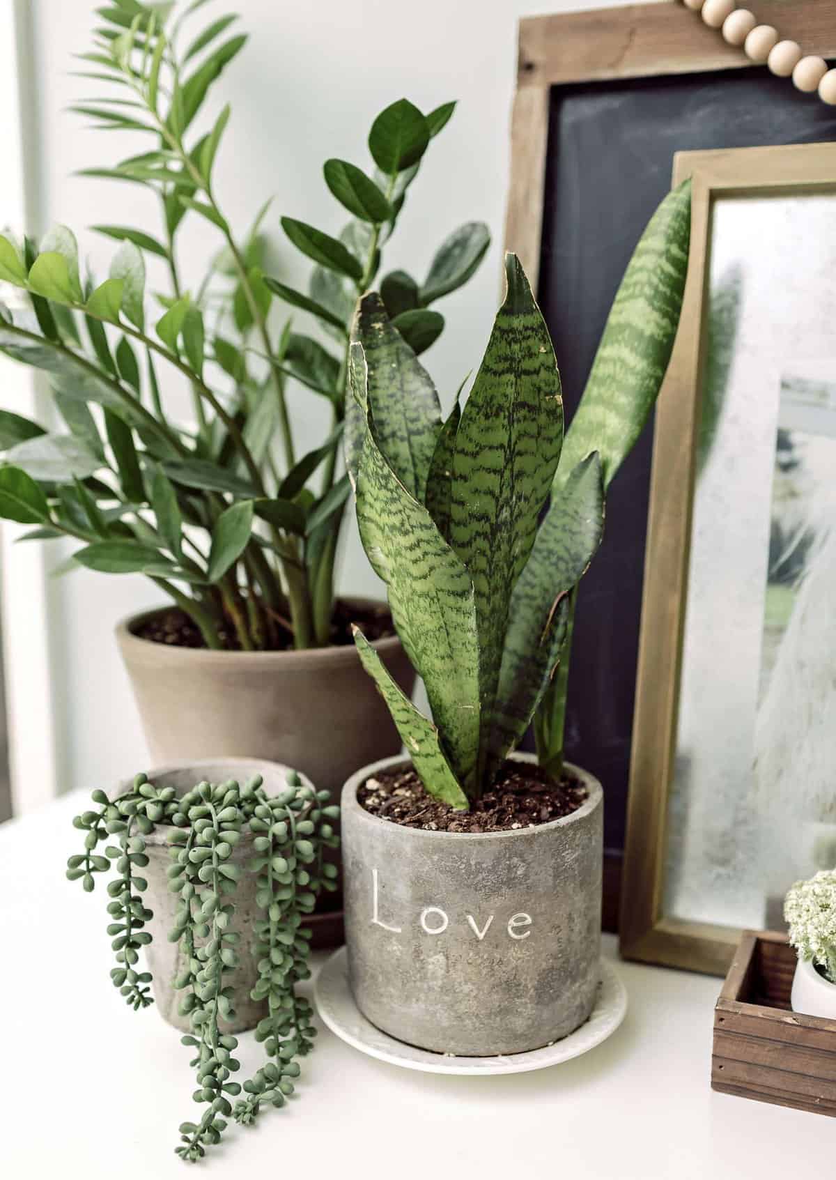 Do you struggle to keep your indoor plants alive? I've got 6 indoor plants made for those of us with a black thumb. Let's talk about some unkillable plants.