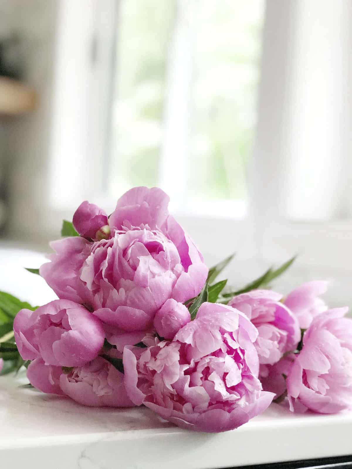 The peony flower is an absolutely stunning addition to your cutting garden. Here are three tips you may not know about peonies and peony care. #fromhousetohaven #peonies #peonycare #growingpeonies