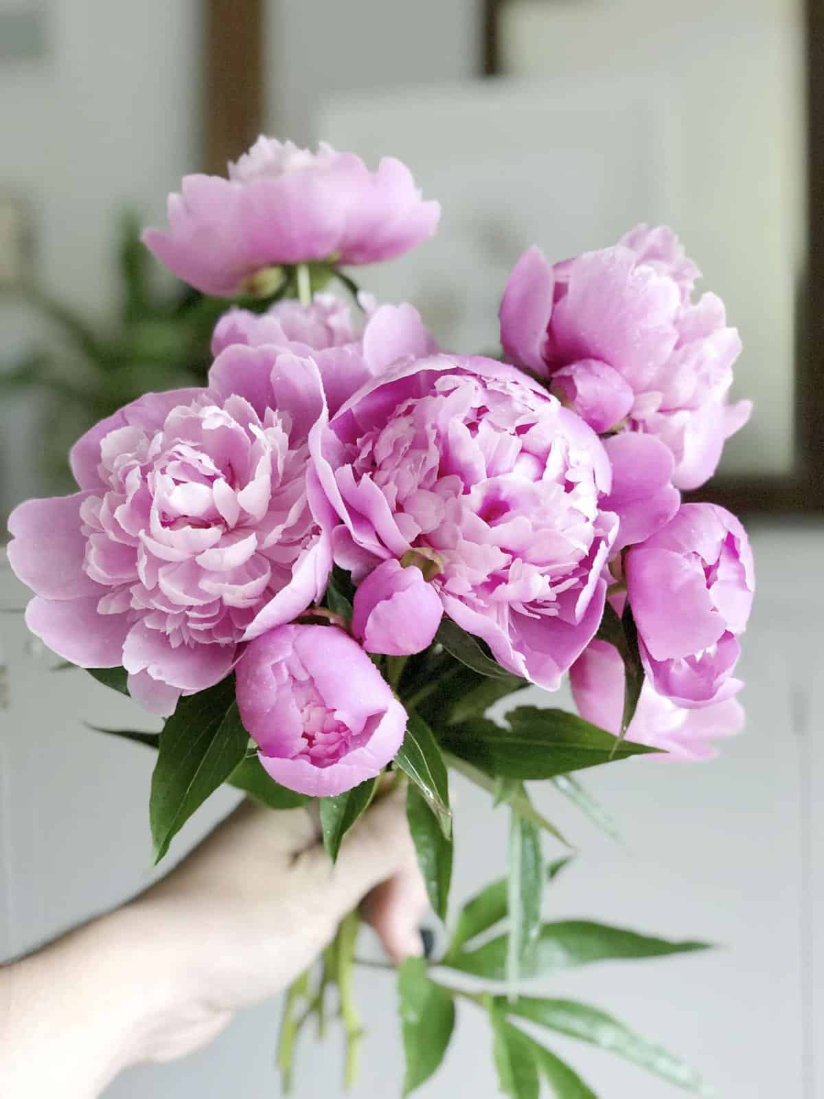 The peony flower is an absolutely stunning addition to your cutting garden. Here are three tips you may not know about peonies and peony care. #fromhousetohaven #peonies #peonycare #growingpeonies