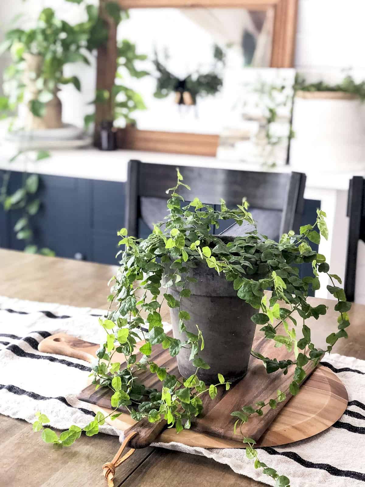 Creeping fig trailing indoor plants.