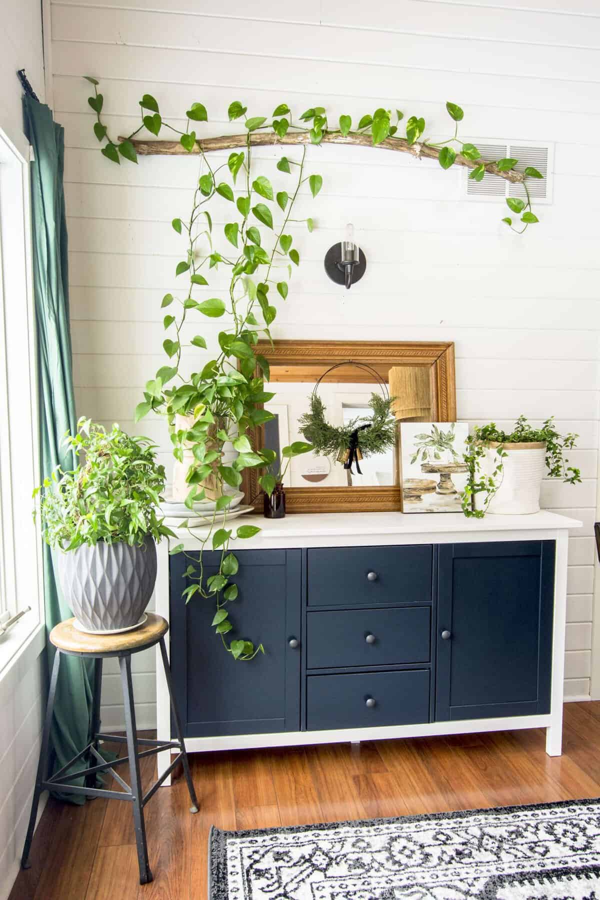 Best Trailing Indoor Plants With Style Guide Grace In My Space