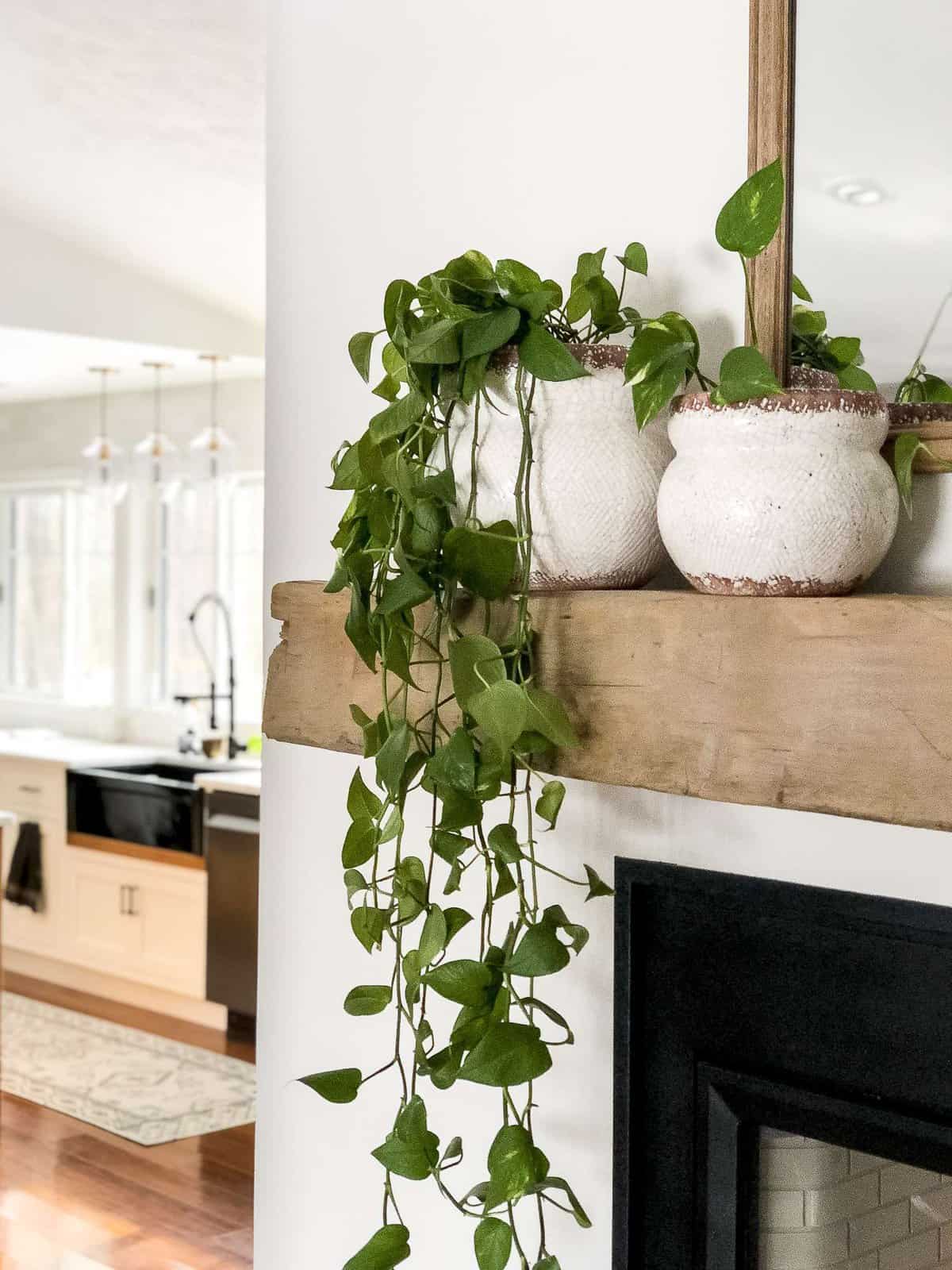 Growing pothos plants.