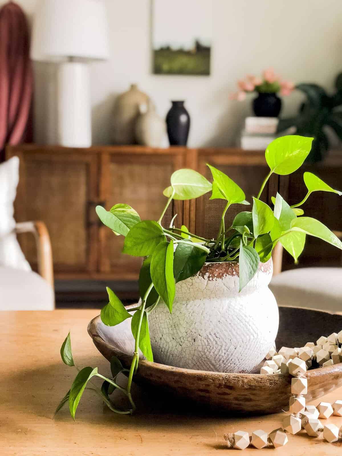 Coffee table plant decor