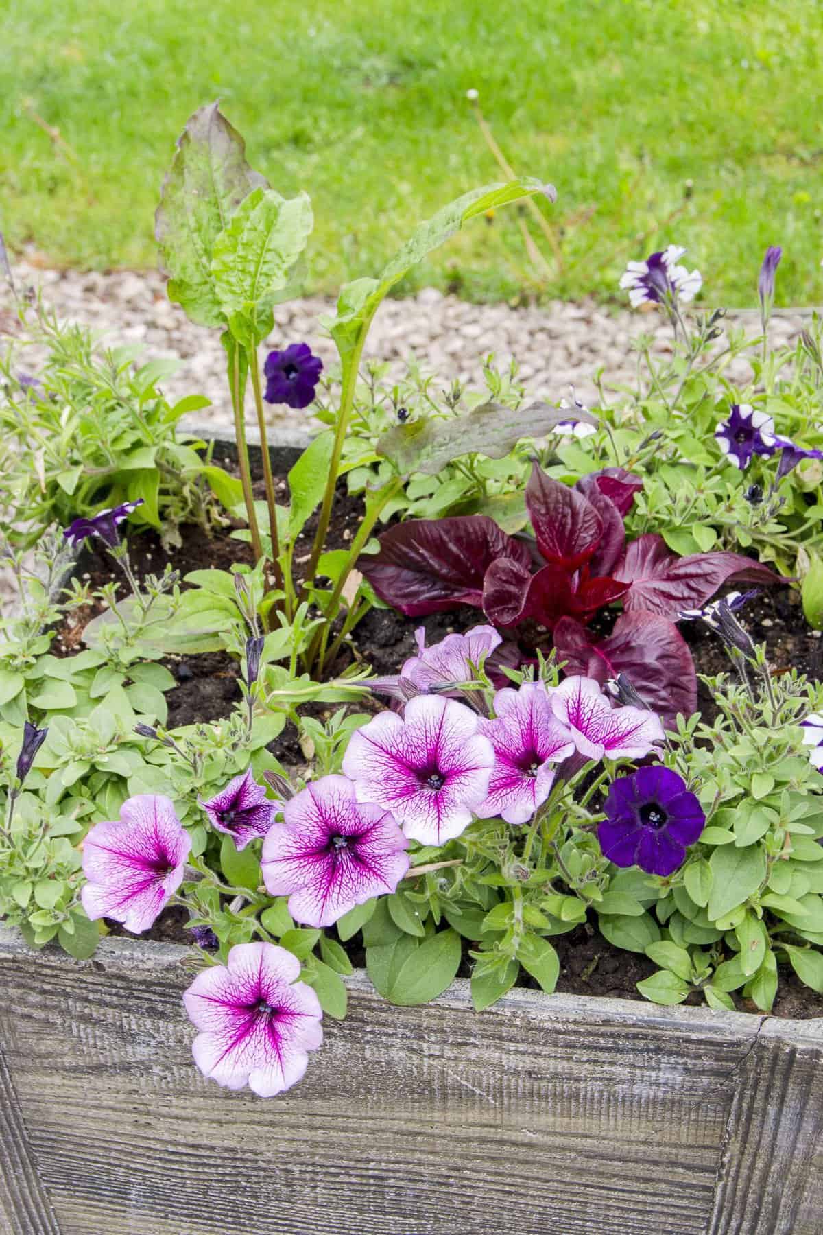 Wave petunia annuals.