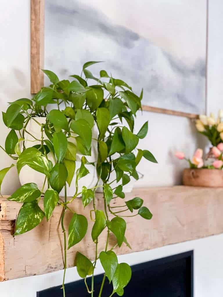 Live pothos plant.