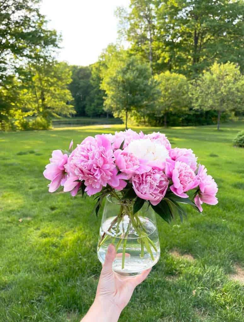 Bouquet of peonies