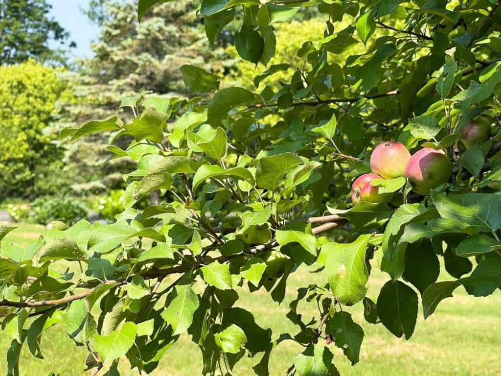 Apple tree