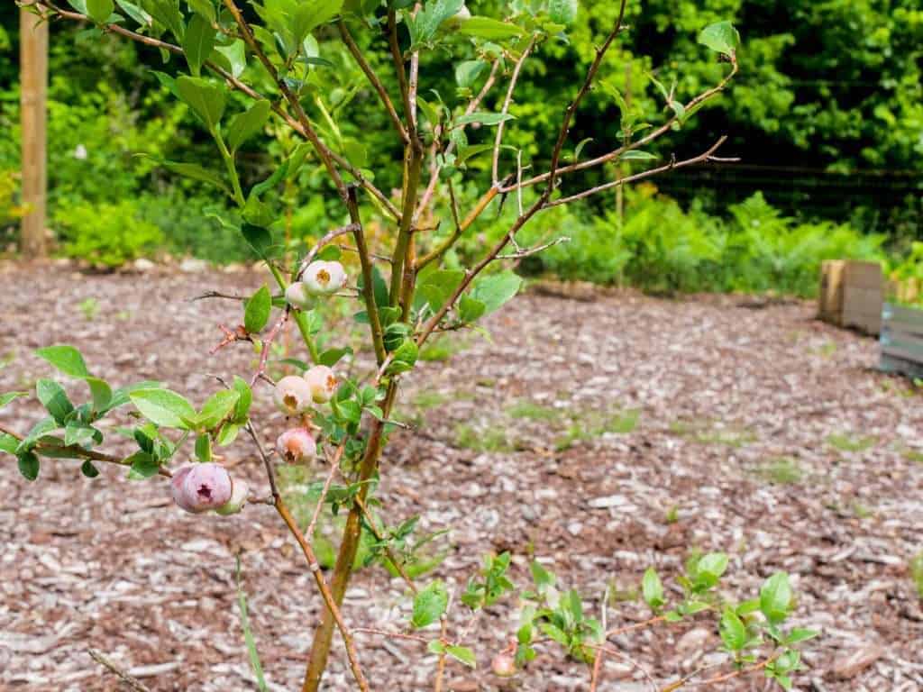 Blueberry bush