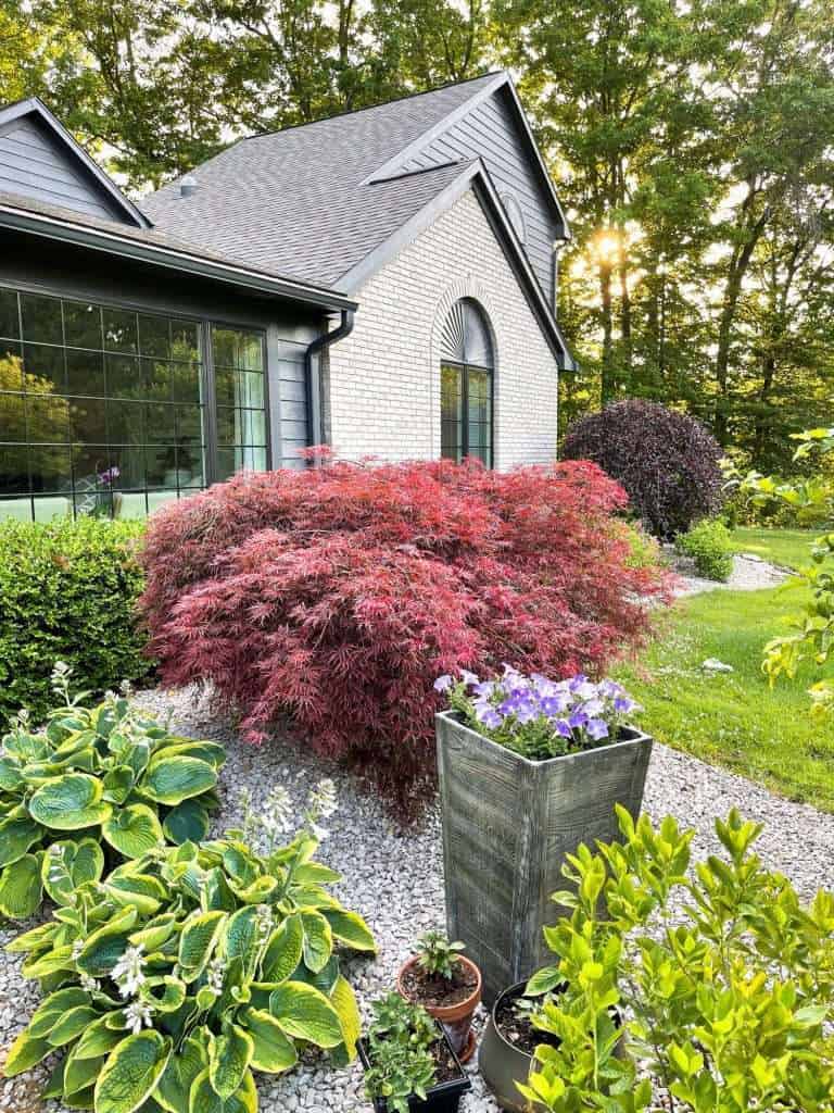 25 Top Easy-Care Plants for Midwest Gardens