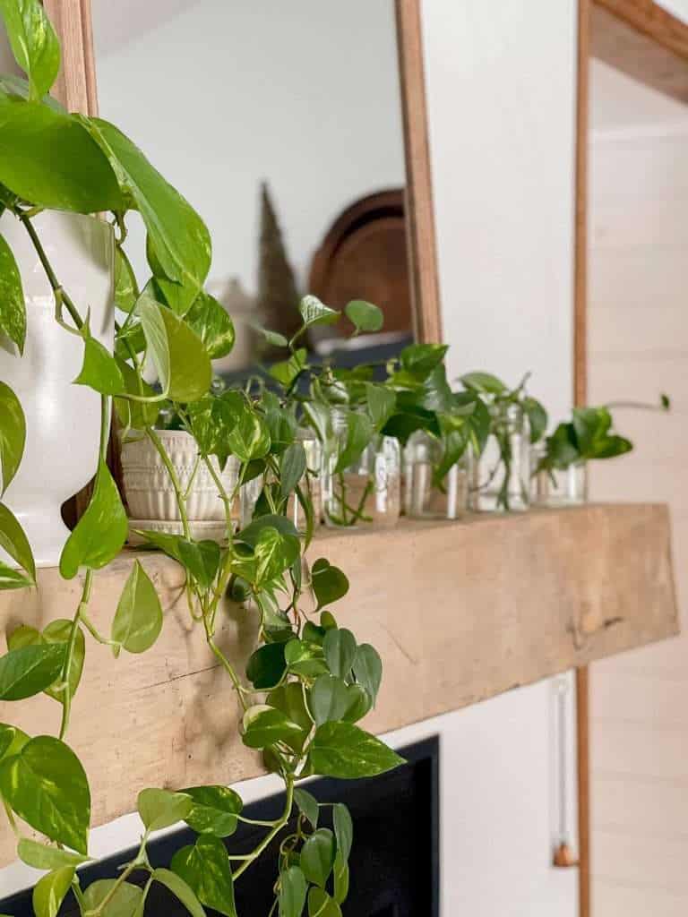 Pothos growing on a mantel.