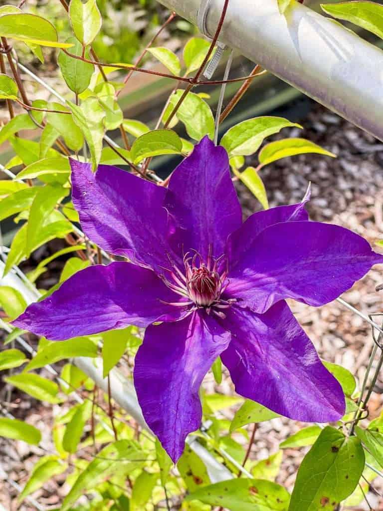 Clematis in a large yard.