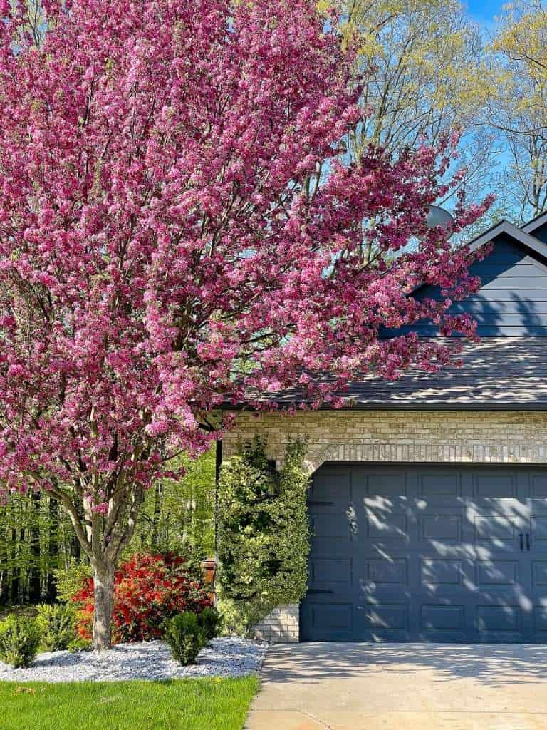 Crabapple tree