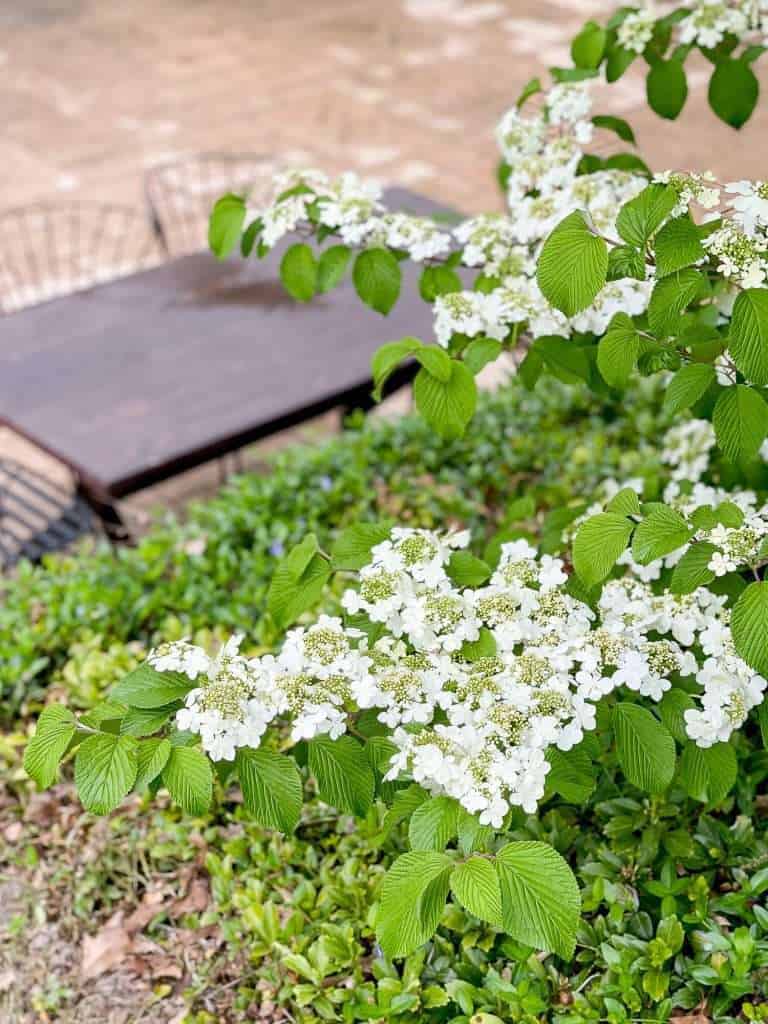 Dogwood tree overlooking stamped concrete patio.