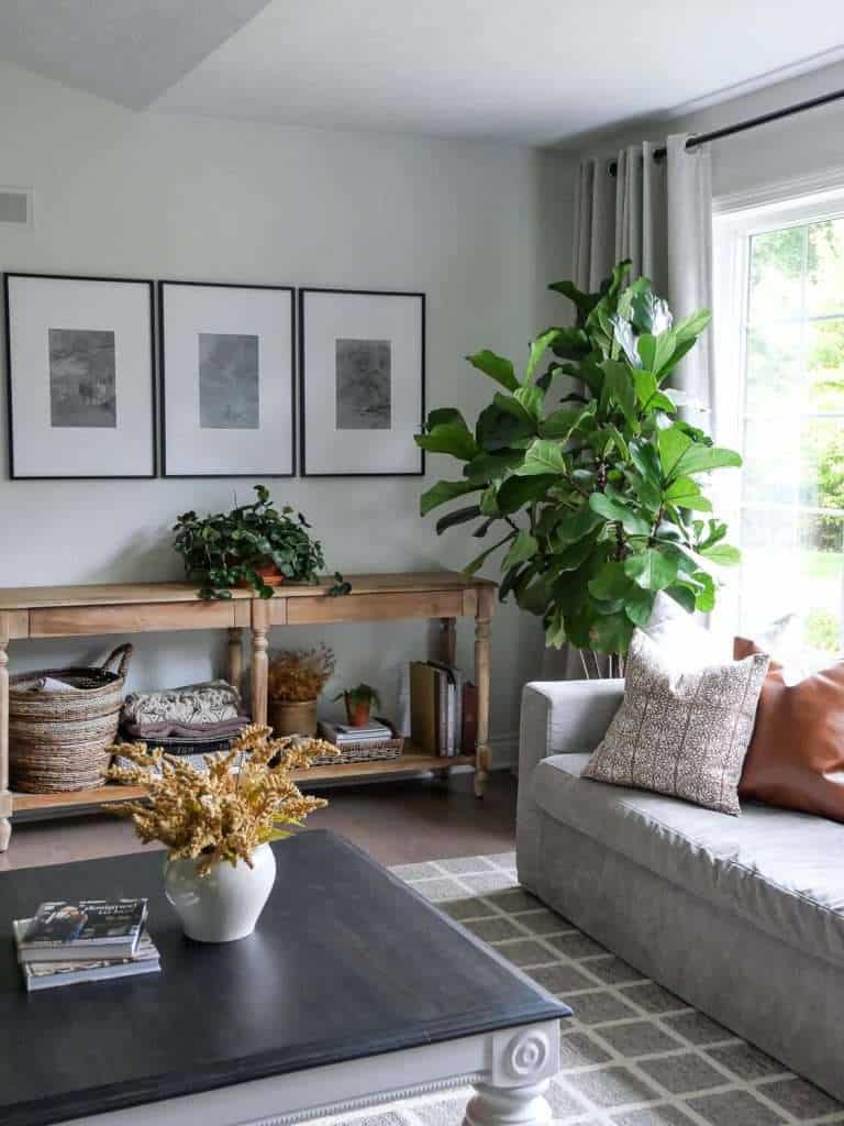 Fiddle leaf fig in an organic modern home 