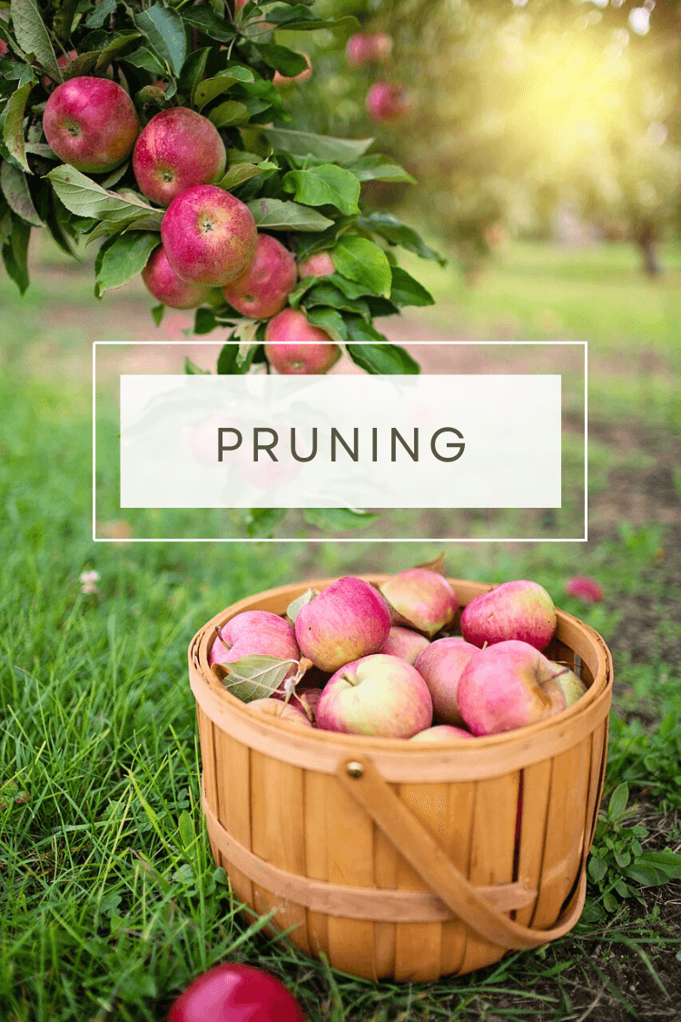 What is the Purpose of God’s Pruning?