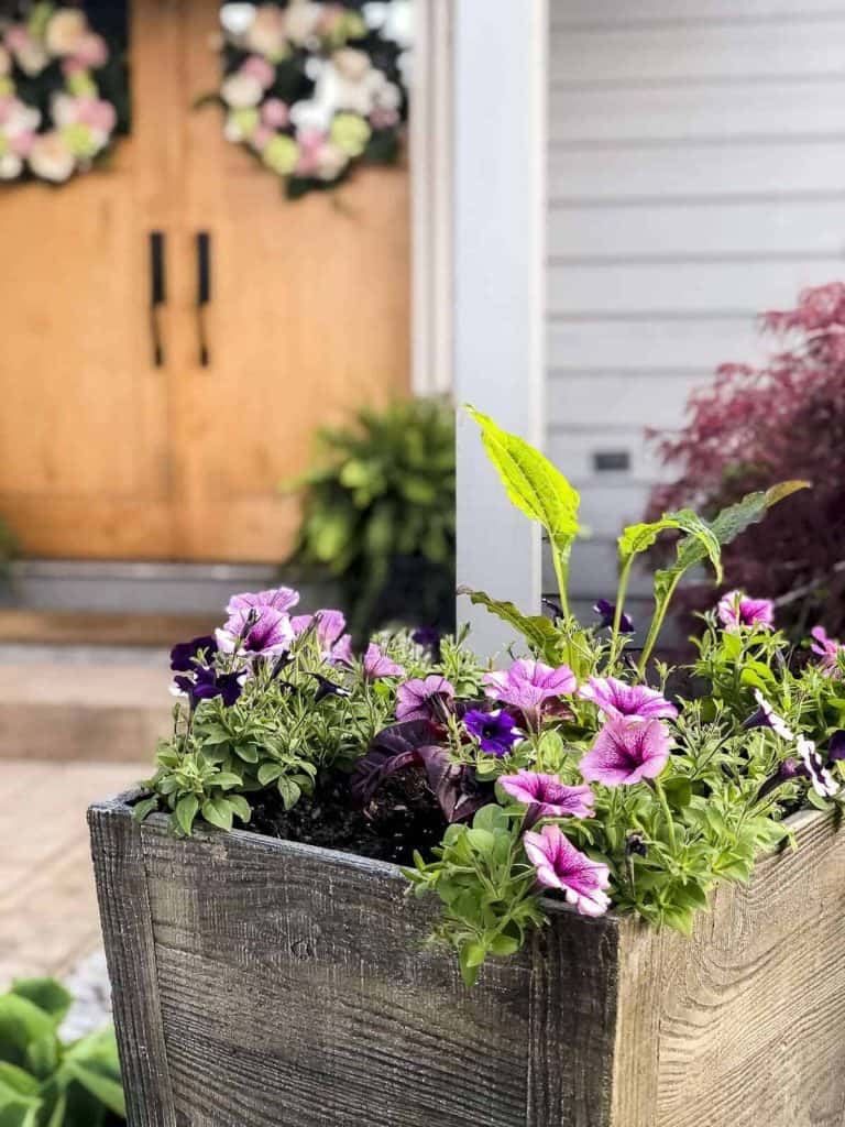 Potted outdoor plants as front porch decor