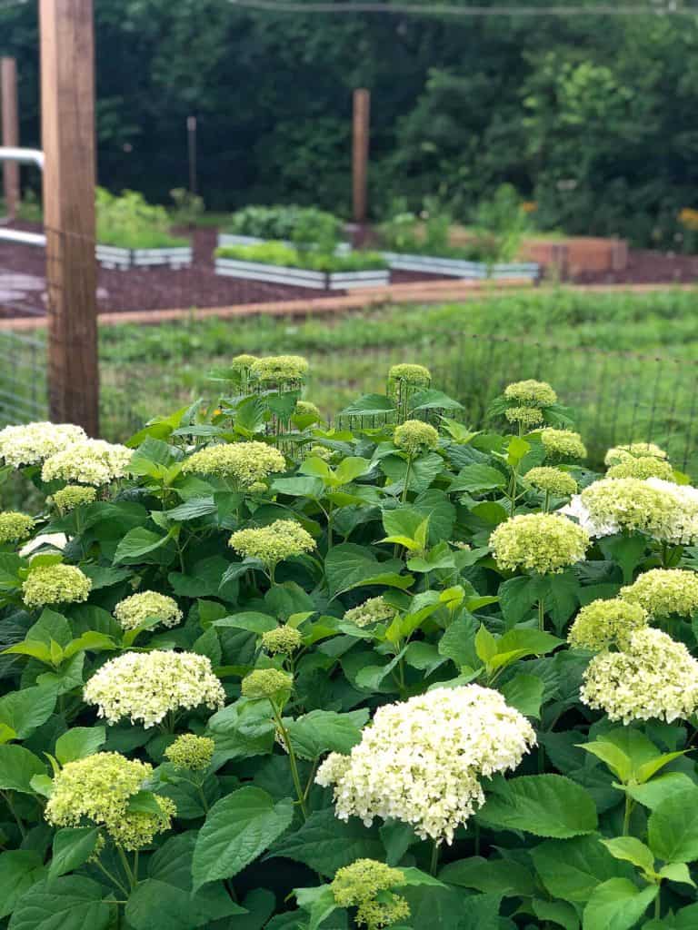 Annabelle hydrangeas overlooking a fenced in garden.