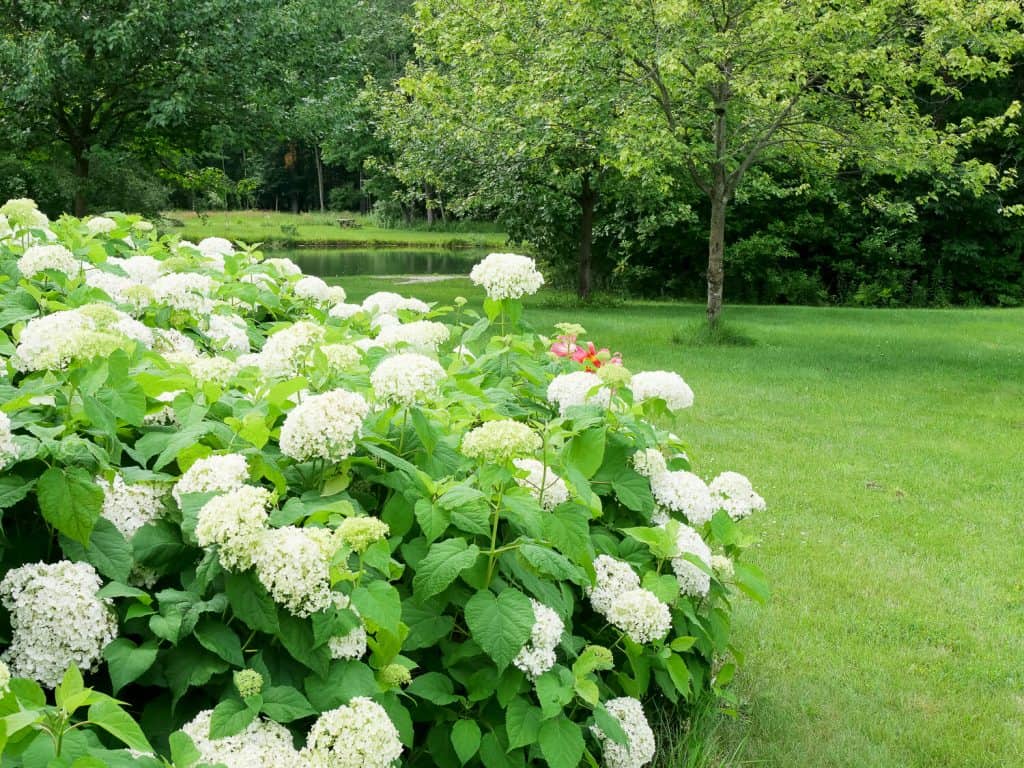 Smooth Annabelle hydrangeas.