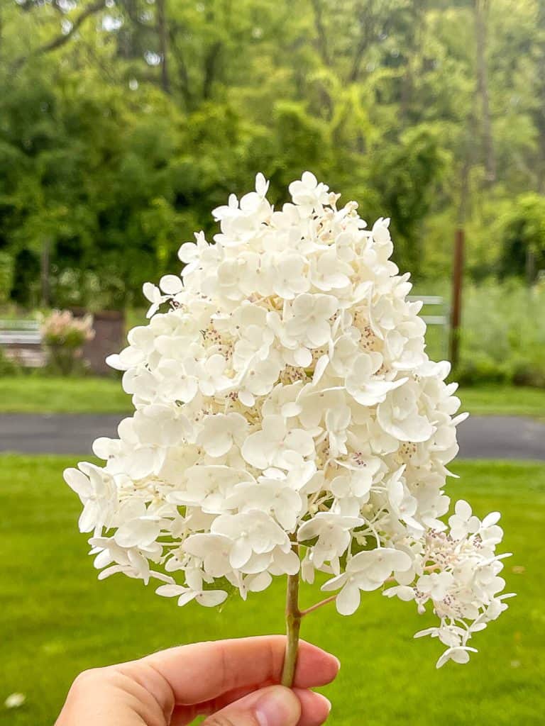 Panicle hydrangea bloom.
