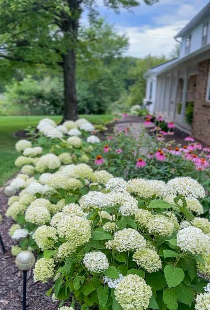 Incrediball hydrangeas 