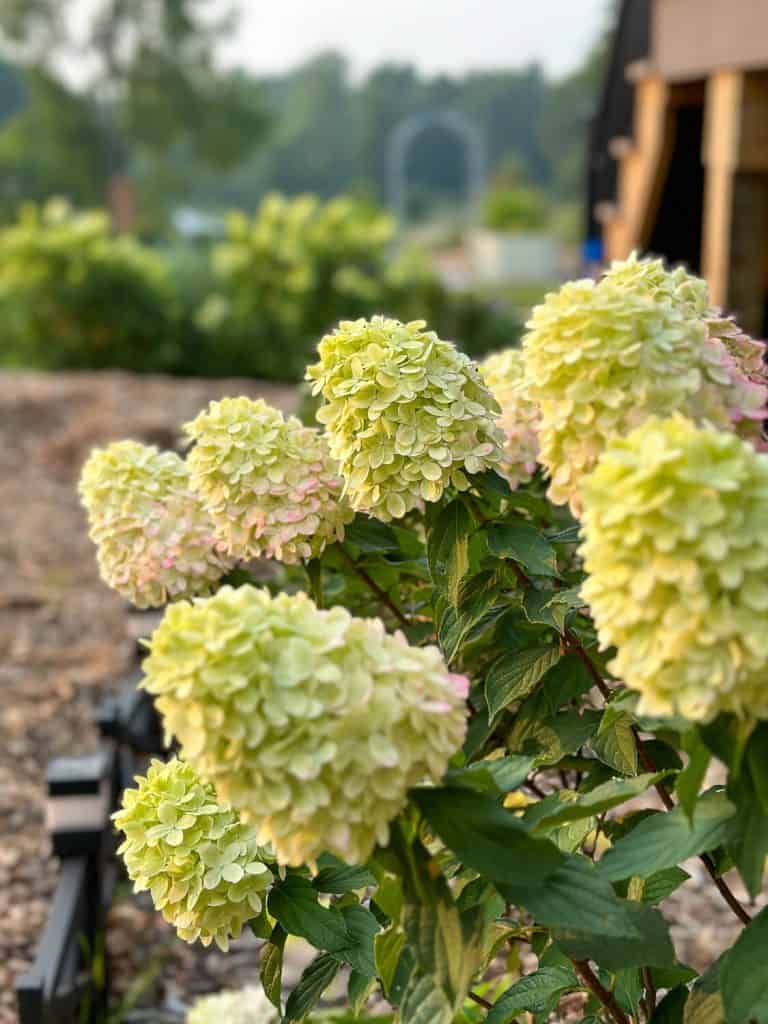 Little lime hydrangea blooms.