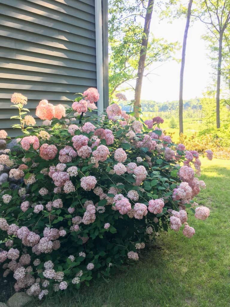 Smooth pink hydrangeas 