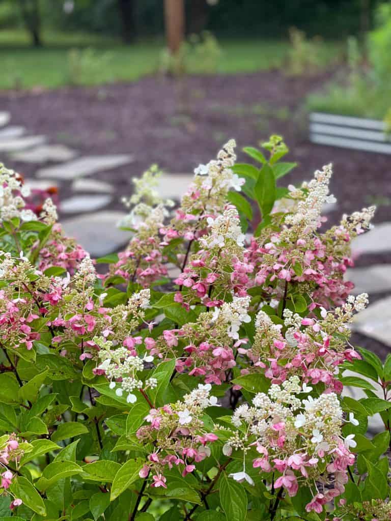Young quick fire hydrangeas.