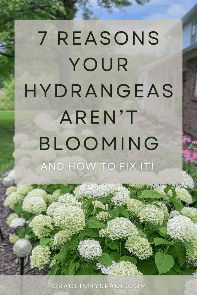 Why Your Hydrangeas Aren&rsquo;t Blooming (And 7 Easy Fixes That Actually Work)