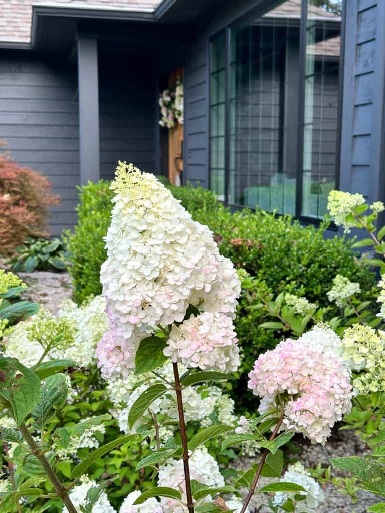 Strawberry vanilla flower head