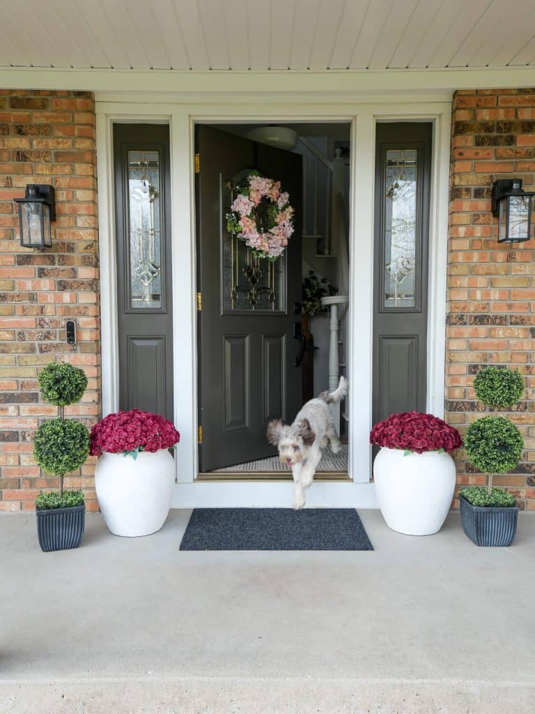 Dog running out front door.